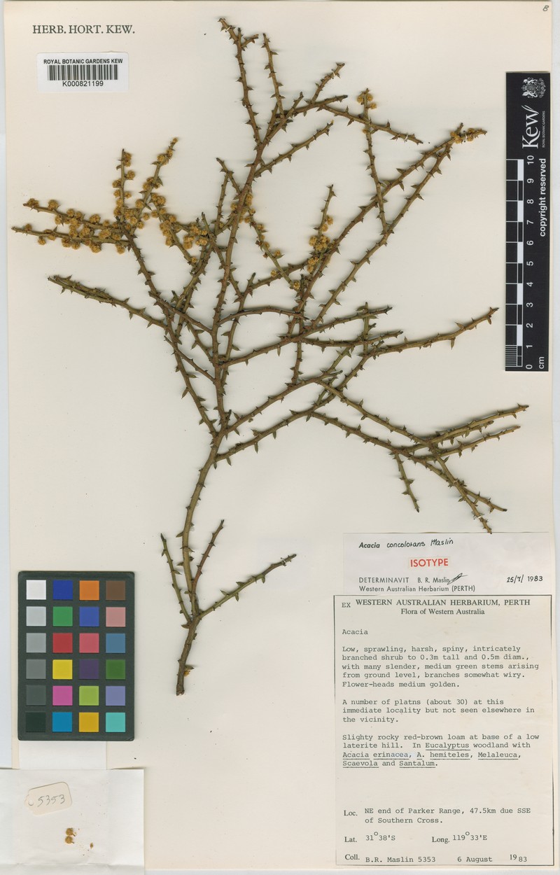 Acacia concolorans photo 2