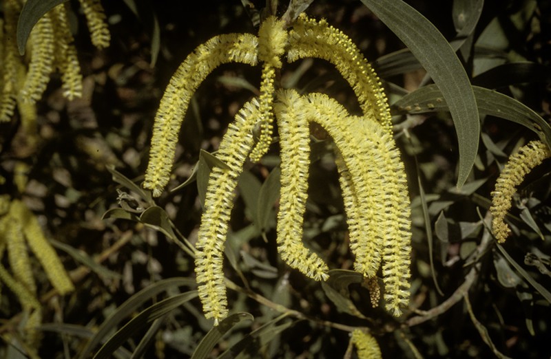 Acacia concurrens