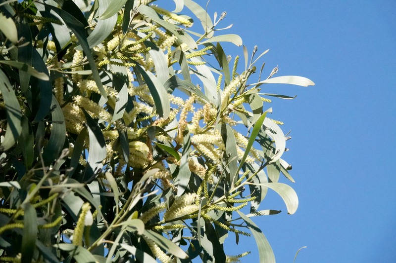 Acacia concurrens photo 3