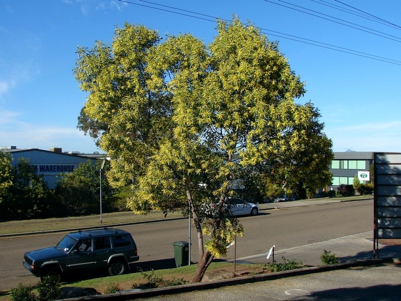 Acacia concurrens photo 4