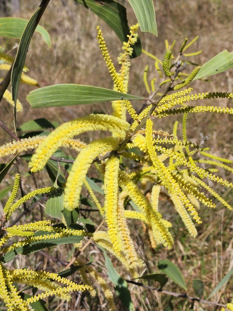 Acacia concurrens photo 5