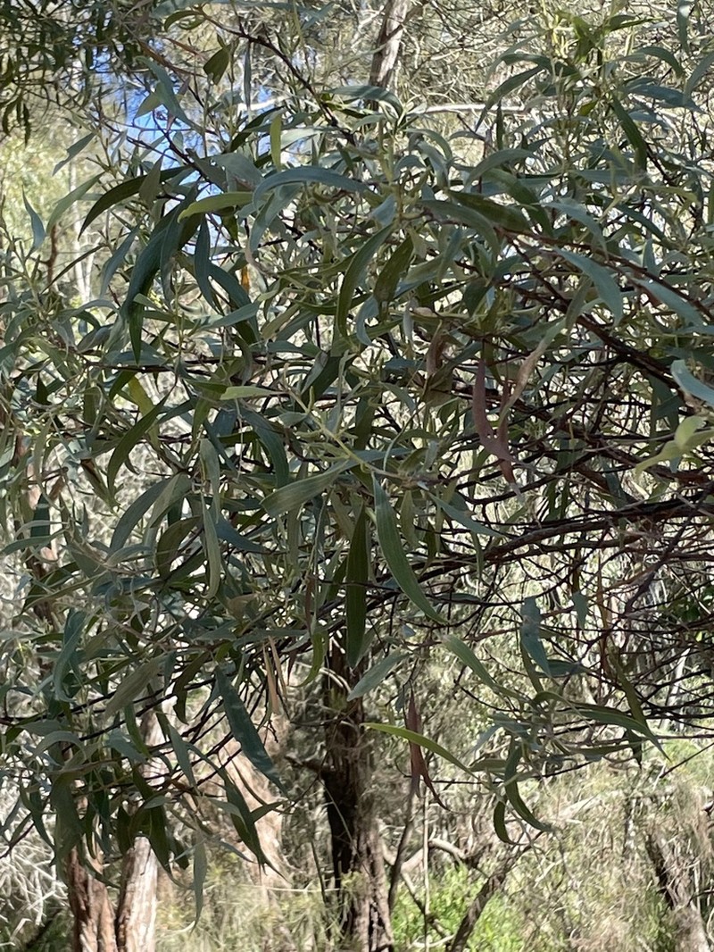 Acacia concurrens photo 6