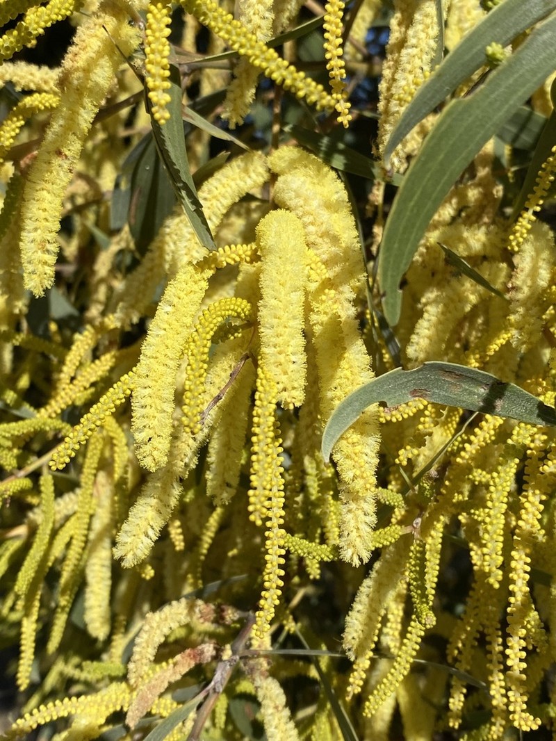 Acacia concurrens photo 8