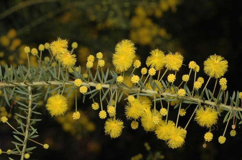 Acacia conferta