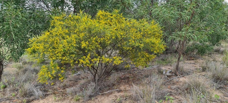 Acacia conferta photo 2