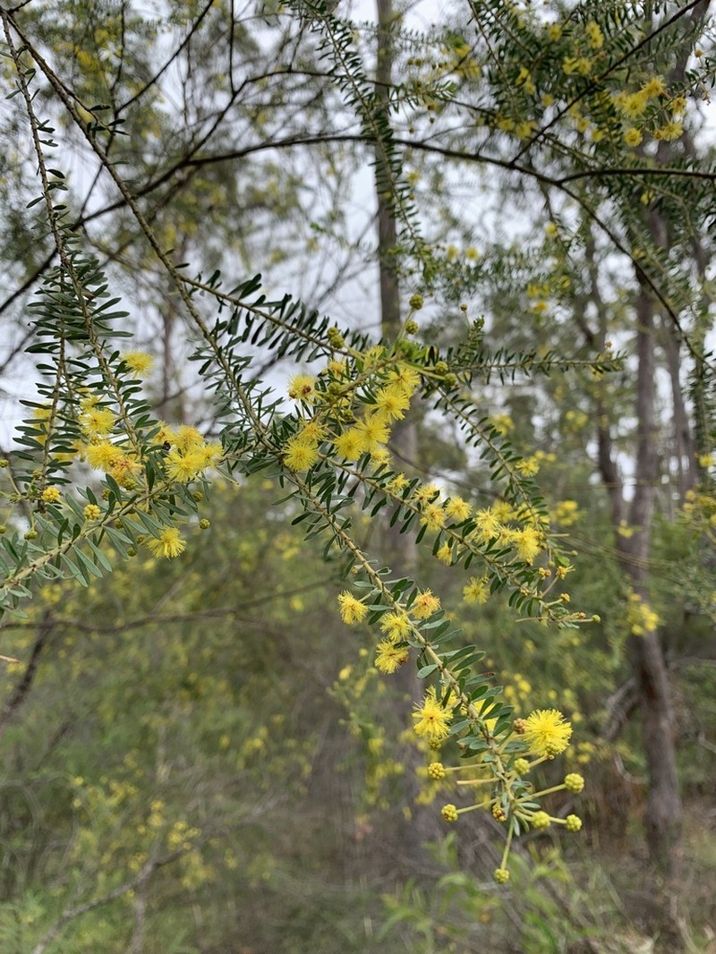 Acacia conferta photo 3