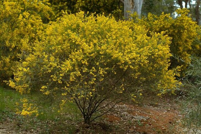 Acacia conferta photo 4