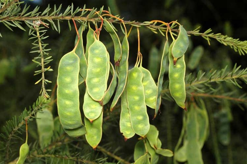Acacia conferta photo 5