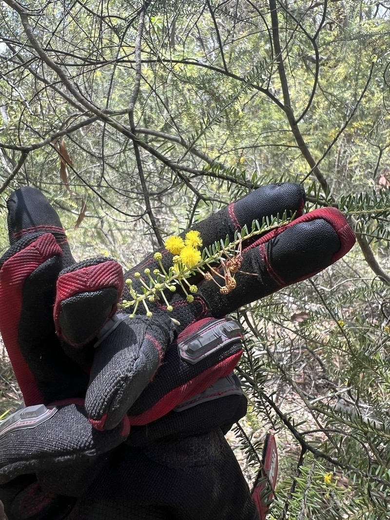Acacia conferta photo 6