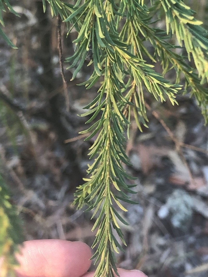 Acacia conferta photo 7