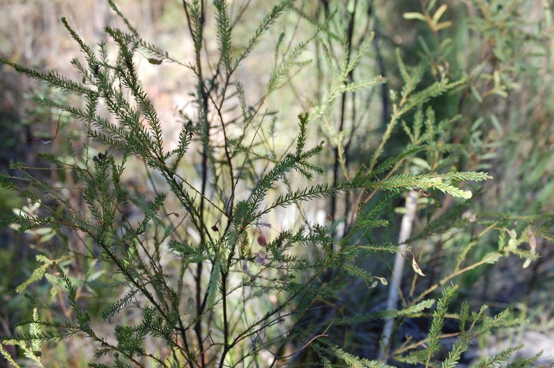 Acacia conferta photo 8