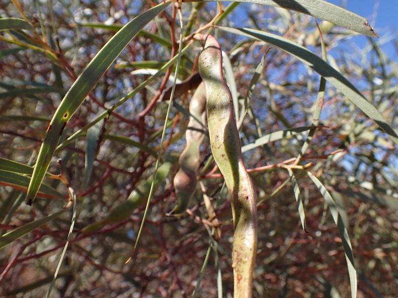 Acacia confluens photo 3