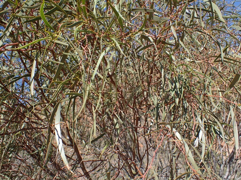Acacia confluens photo 4