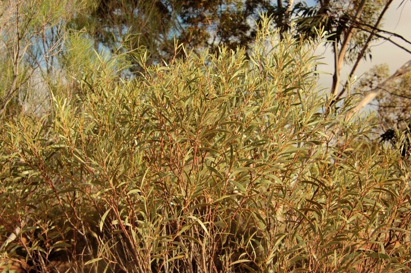 Acacia confluens photo 5