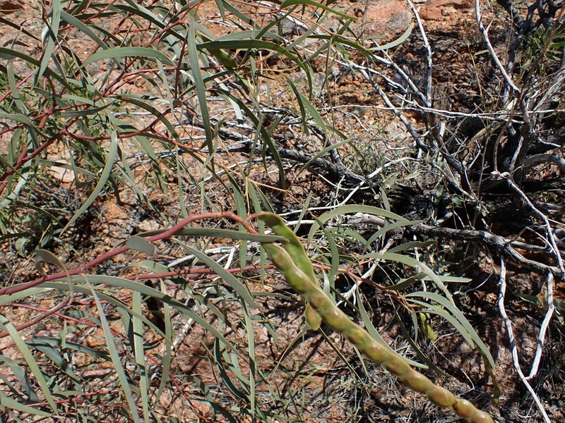 Acacia confluens photo 6