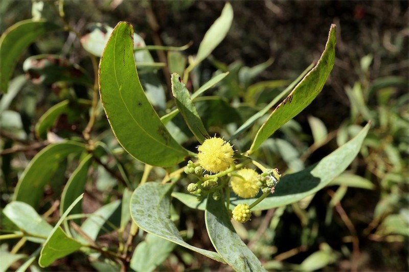 Acacia confluens
