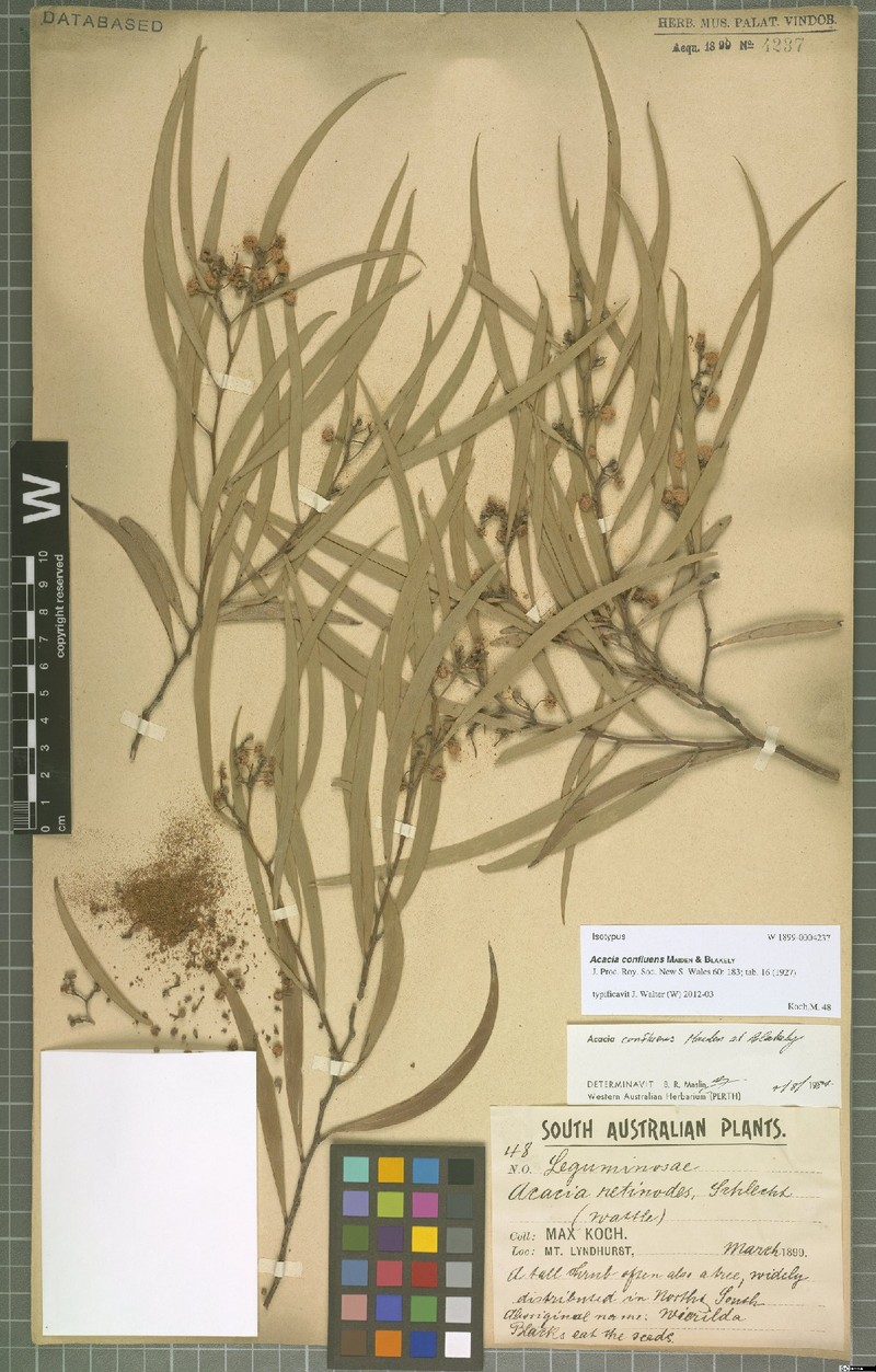 Acacia confluens photo 2