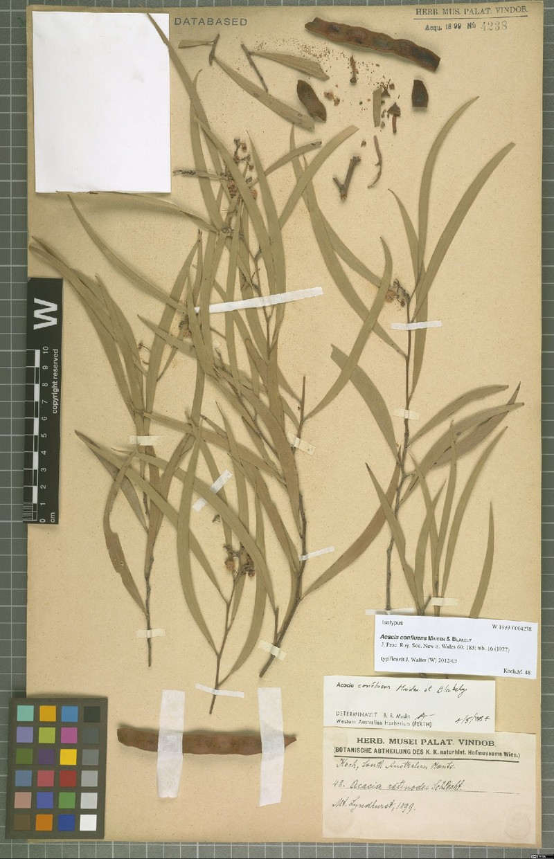 Acacia confluens photo 3