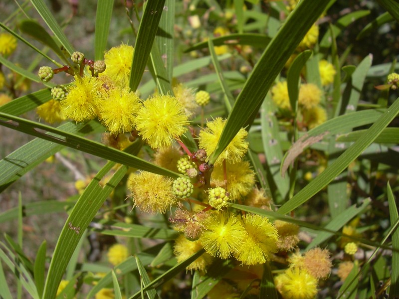 Small Philippine Acacia photo 4