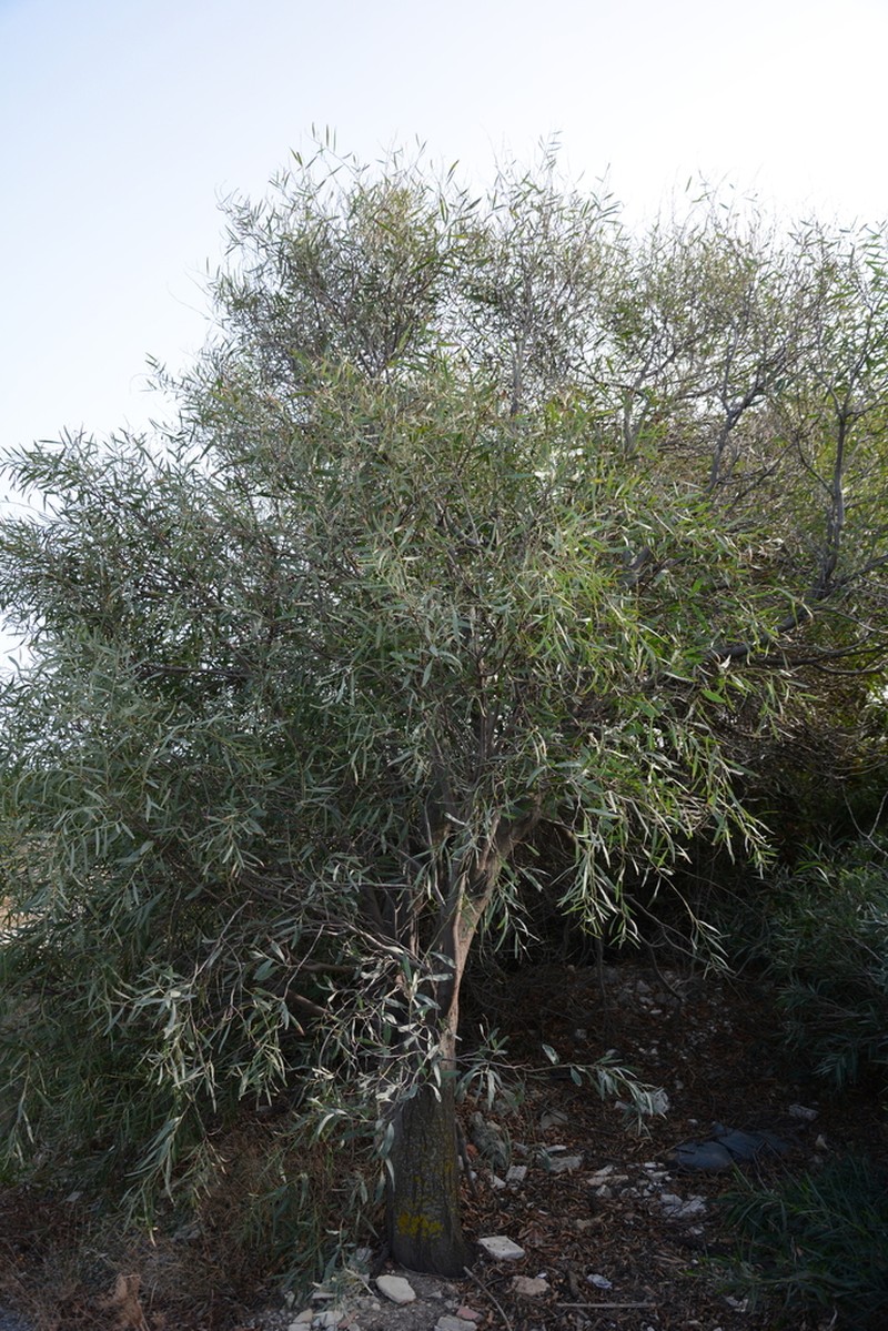 Small Philippine Acacia photo 5