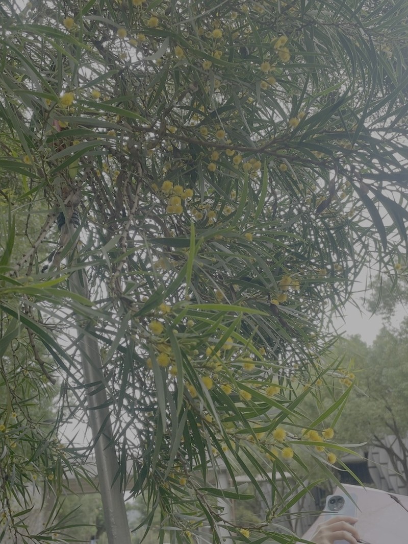 Small Philippine Acacia photo 7