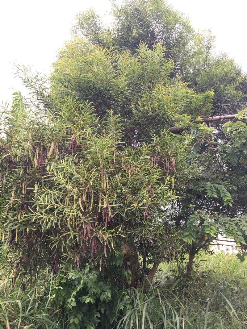 Small Philippine Acacia photo 2