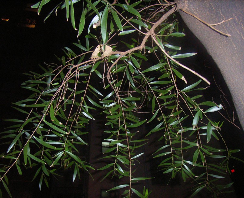 Small Philippine Acacia photo 3
