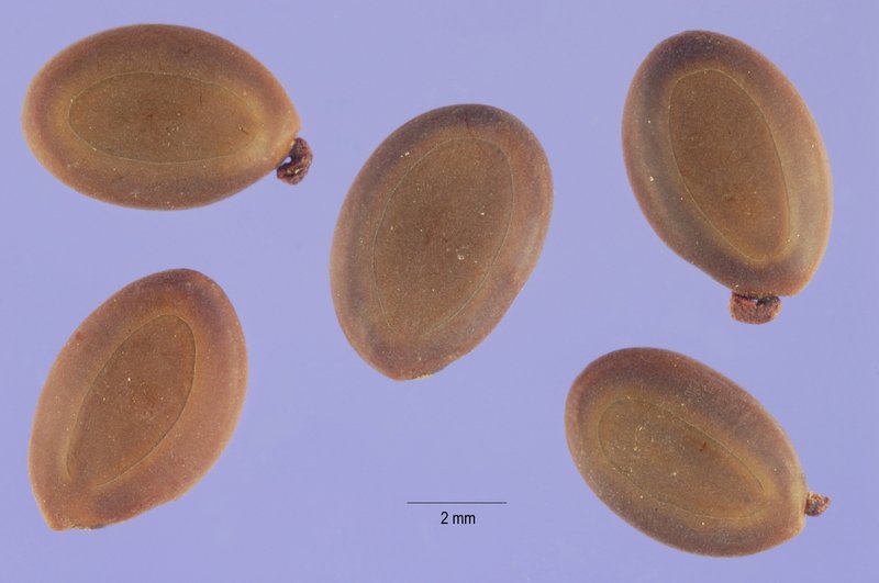 Small Philippine Acacia photo 4