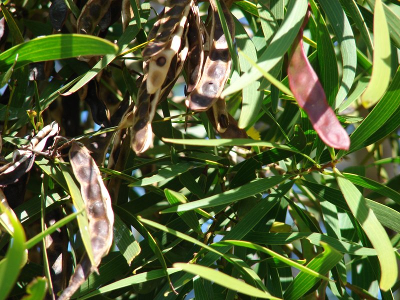 Small Philippine Acacia photo 6
