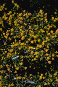 Acacia congesta