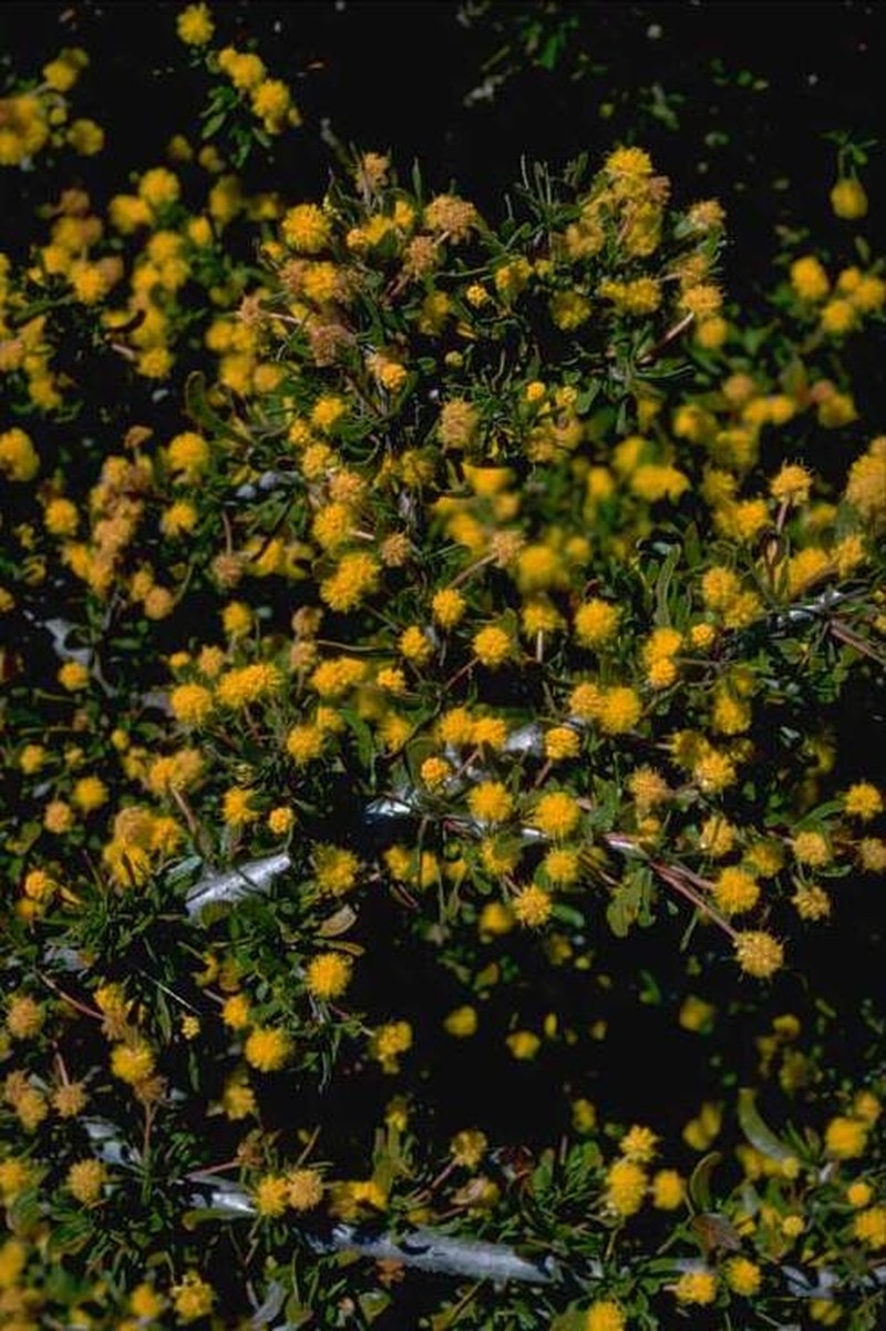 Acacia congesta