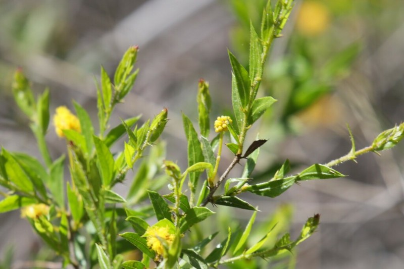Acacia congesta photo 2