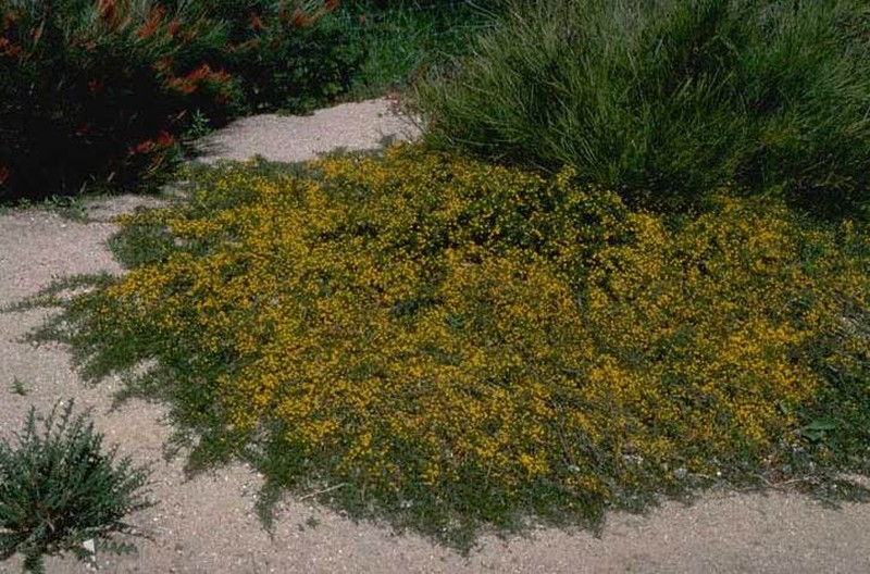 Acacia congesta photo 3