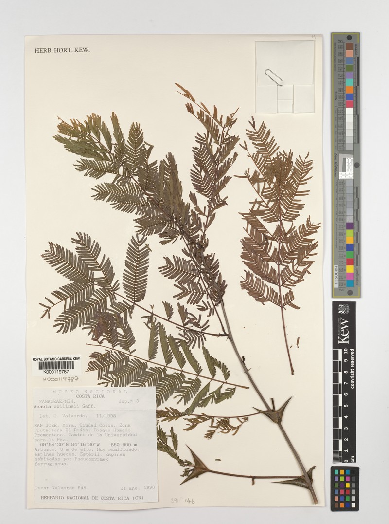 Acacia congesta photo 4