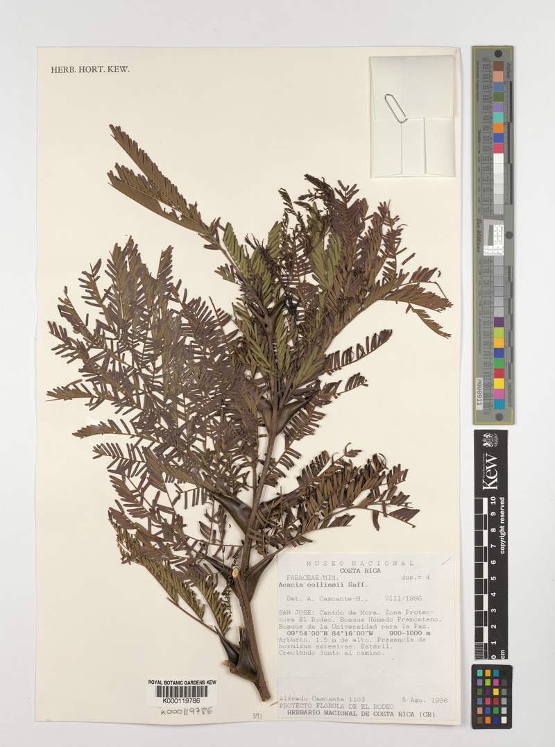 Acacia congesta photo 5