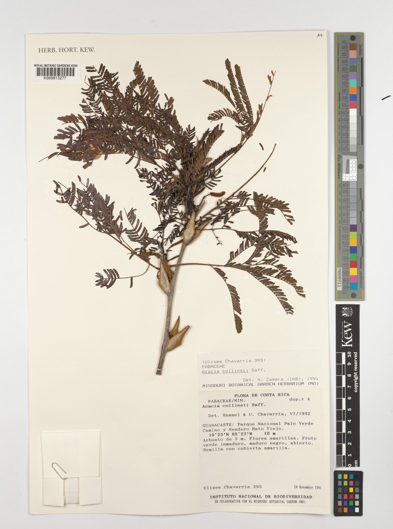 Acacia congesta photo 6