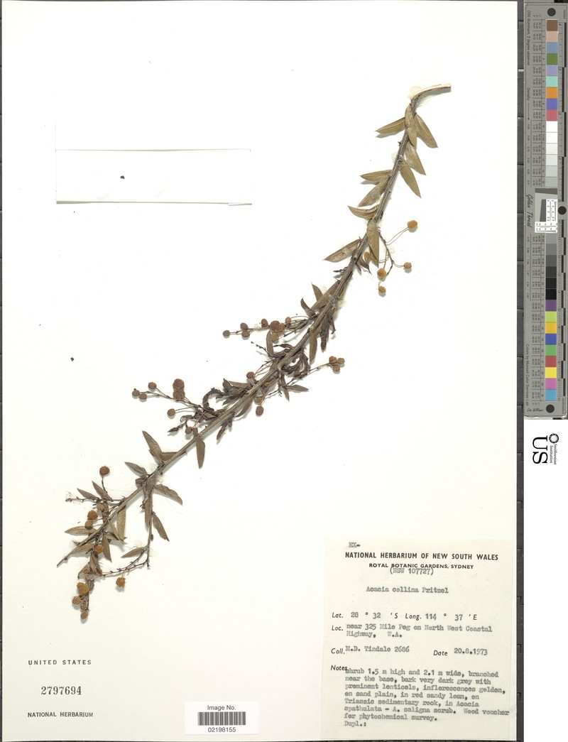 Acacia congesta photo 8