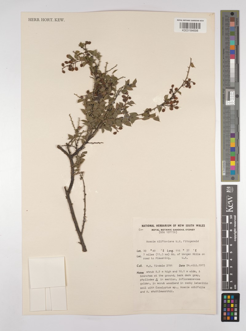 Acacia congesta subsp. cliftoniana