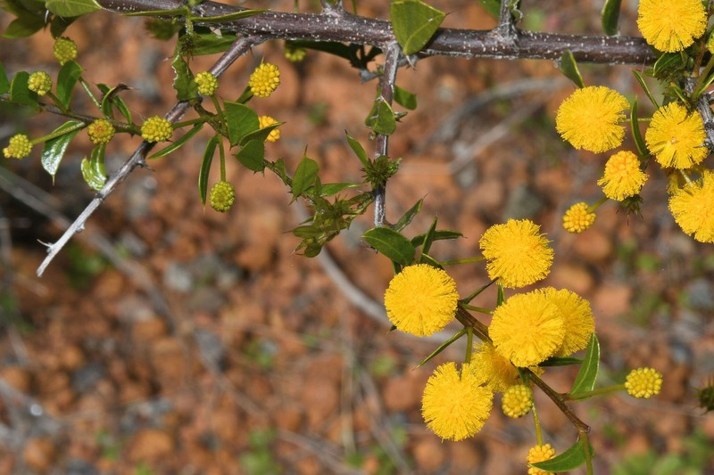 Acacia congesta subsp. congesta photo 2