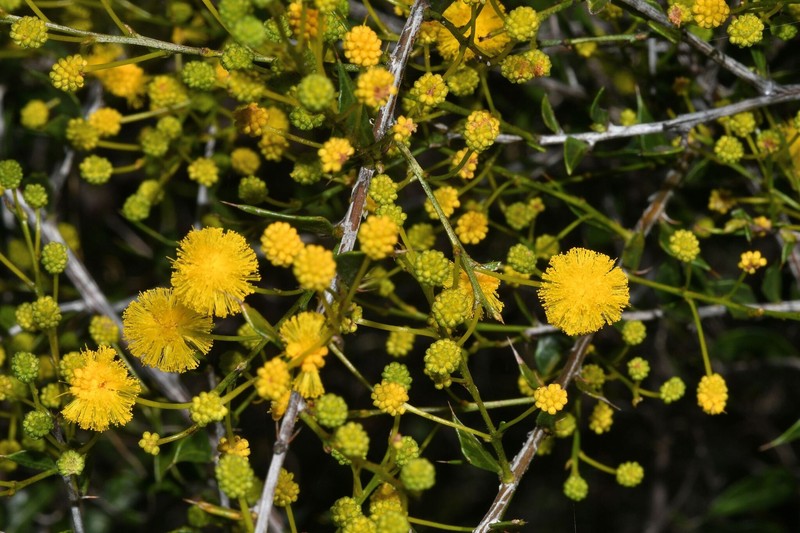 Acacia congesta subsp. congesta photo 3