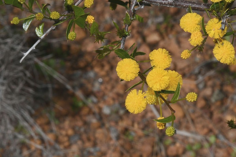 Acacia congesta subsp. congesta photo 4