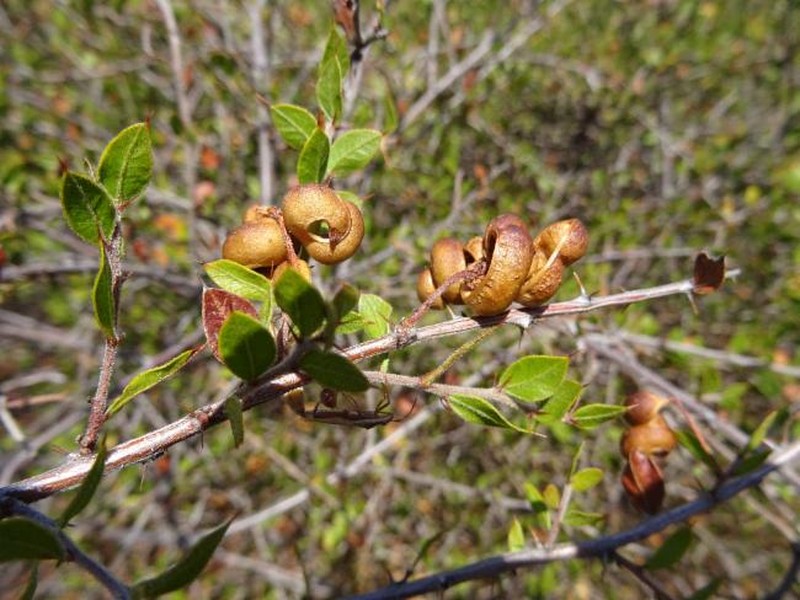 Acacia congesta subsp. congesta