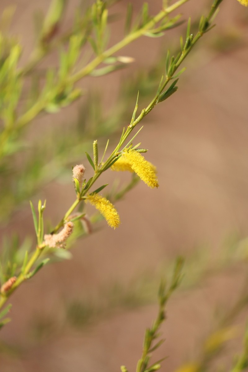 Acacia conjunctifolia photo 3