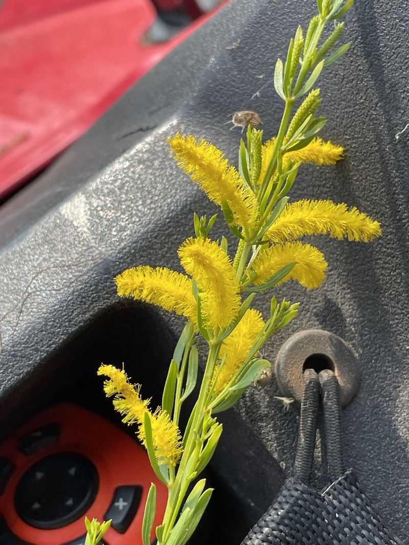 Acacia conjunctifolia photo 4