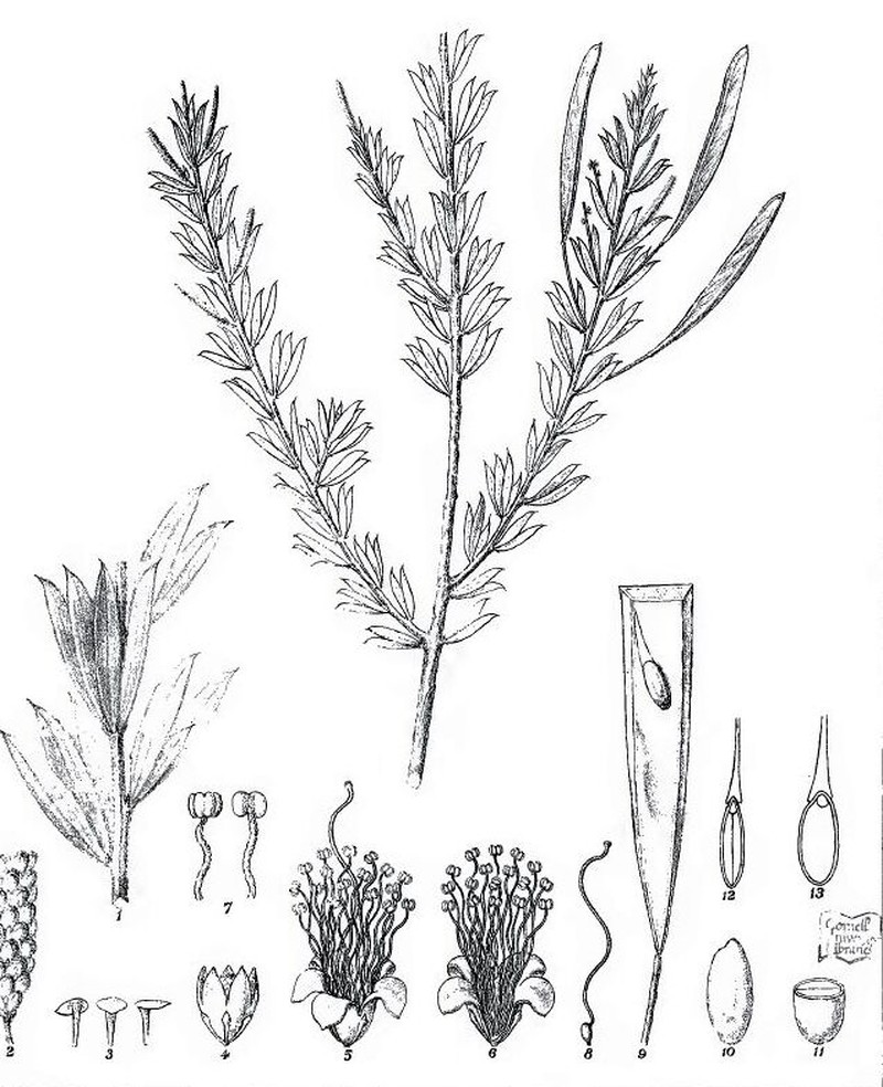 Acacia conjunctifolia