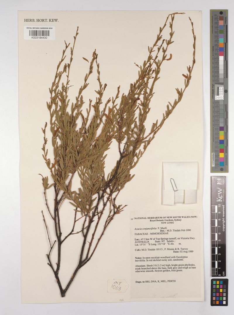 Acacia conjunctifolia photo 2