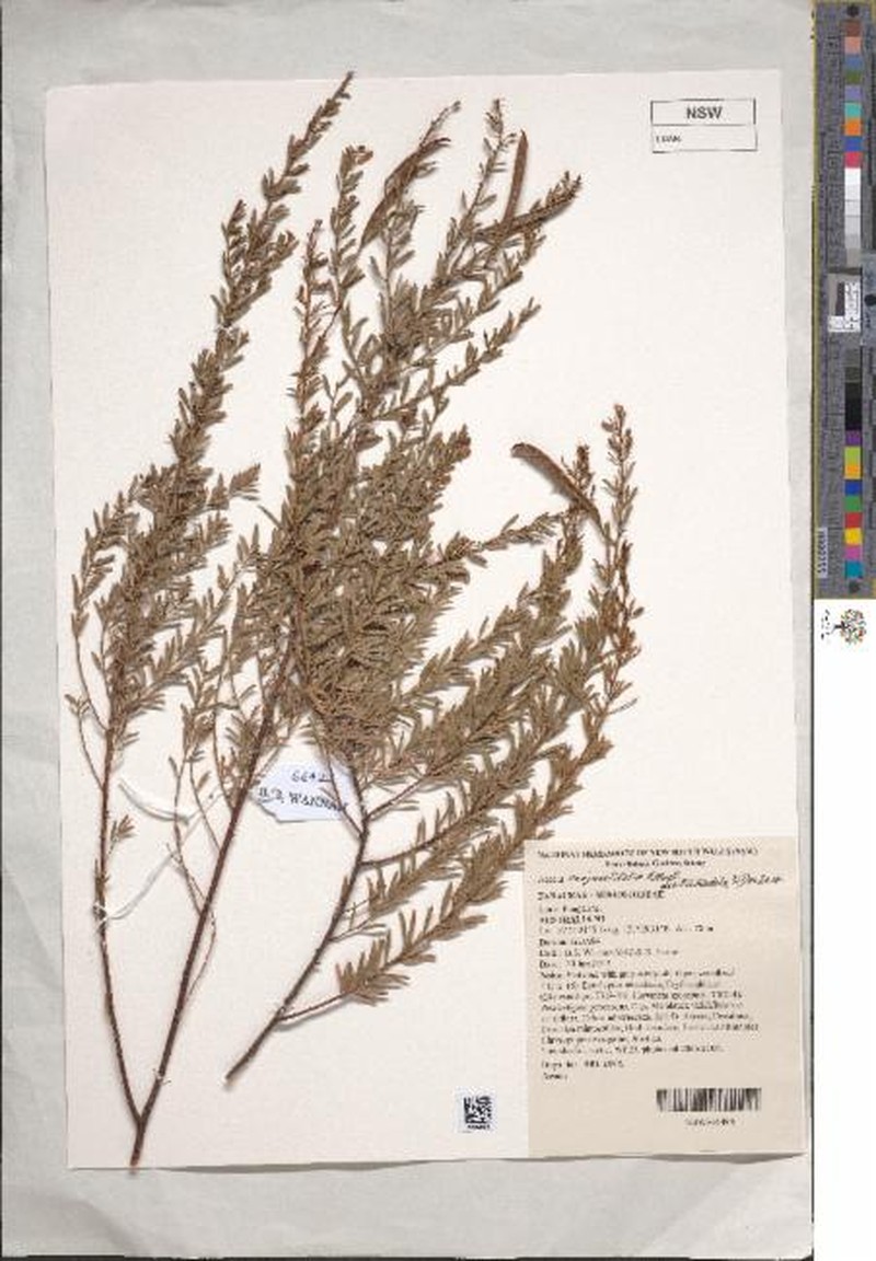Acacia conjunctifolia photo 3