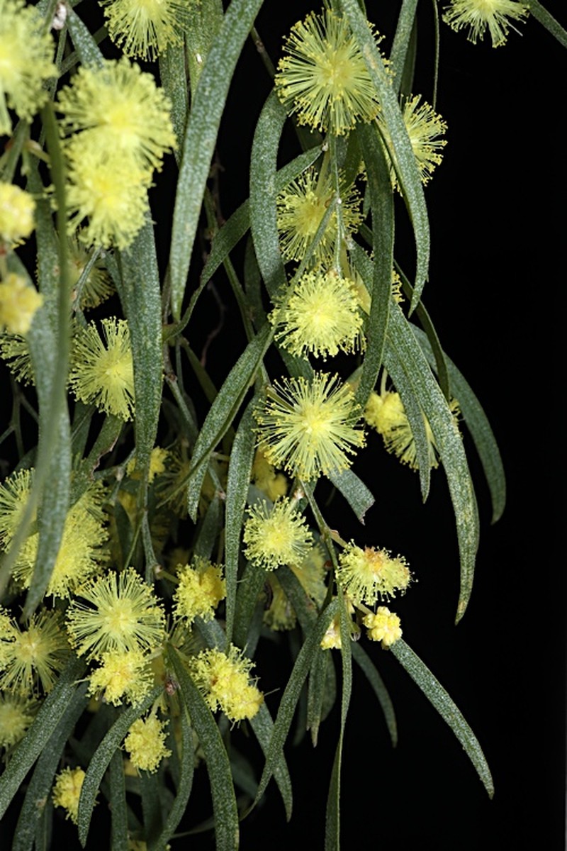 Acacia conniana
