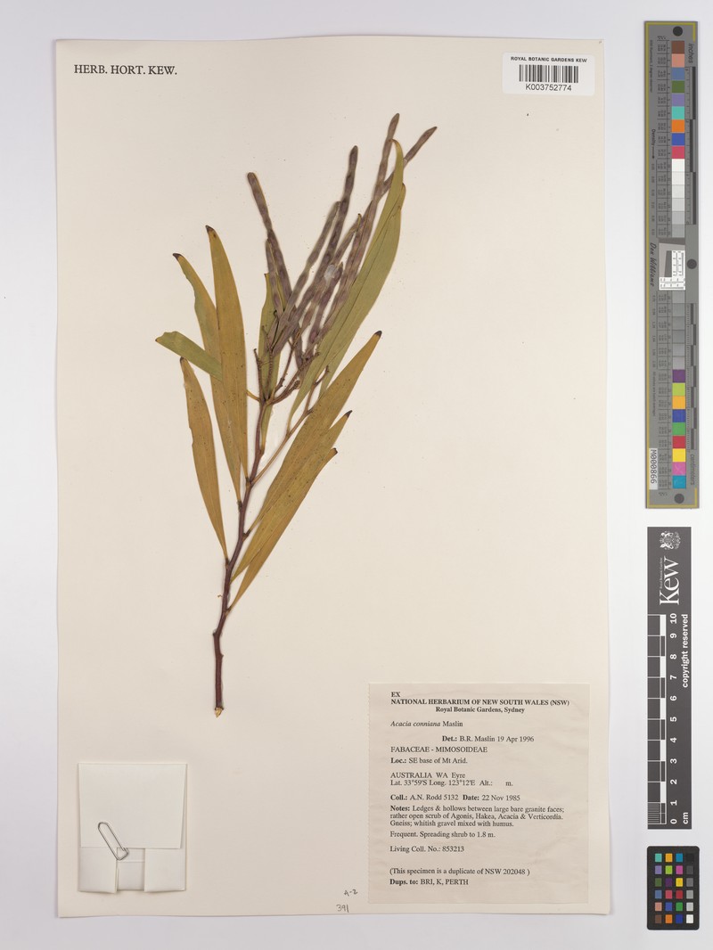 Acacia conniana photo 2