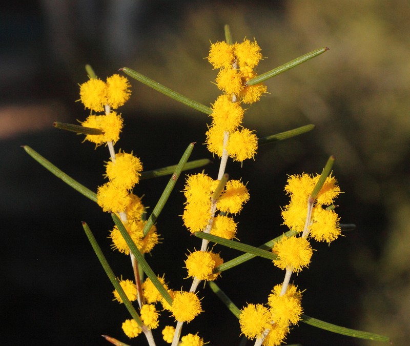 Acacia consanguinea photo 4